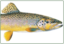 illustration of a brown trout