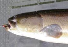 Bowfin with fly in mouth