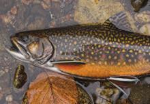 Male brook trout with background of leaves