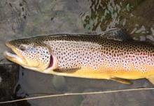 brown trout 