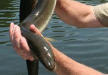 Someone holding an American eel