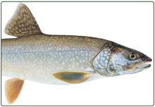 illustration of lake trout