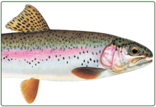illustration of rainbow trout