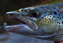 Salmon head close-up