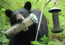black bear at bird feeder