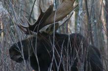 bull moose in brush