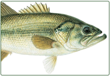 illustration of largemouth bass