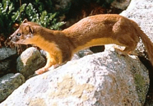 Mammals: Long-Tailed Weasel