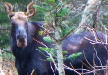 cow moose in the woods