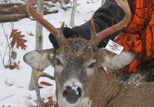 deer headshot with tag attached to antler