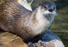 Mammals: River Otter