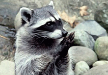 Mammals: Raccoon