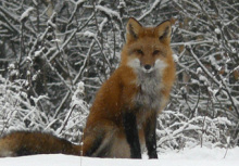 Mammals: Red Fox