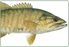 illustration of smallmouth bass