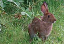 Mammals: Snowshoe Hare