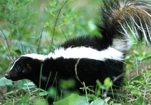Mammals: Striped Skunk