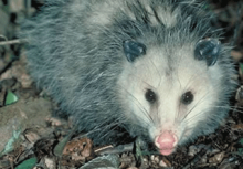 Mammals: Virginia Opossum