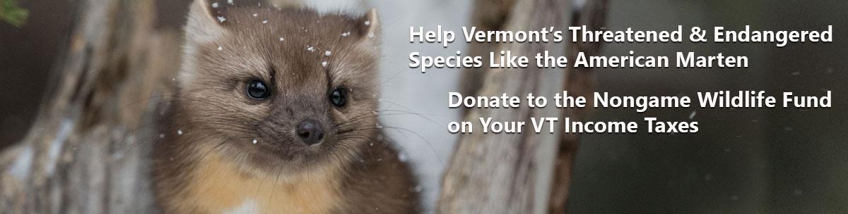 Help nongame wildlife like the American Marten