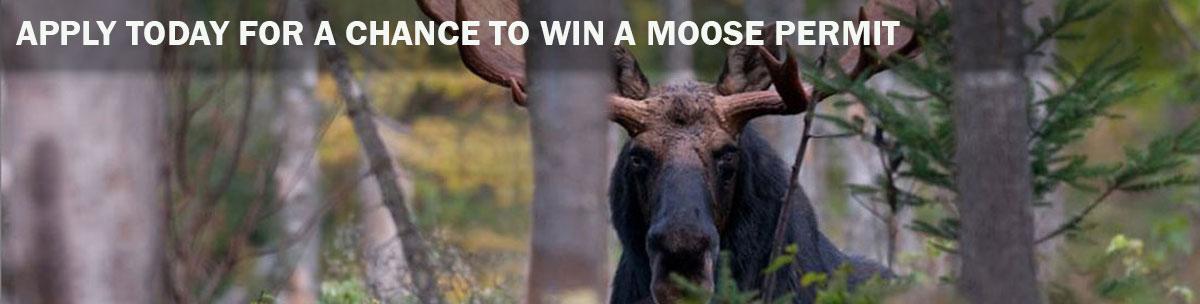 bull moose in the woods